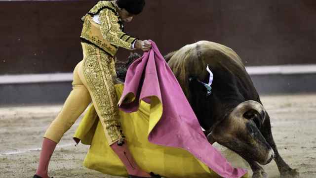 La ganadería vallisoletana Toros de Brazuelas toma antigüedad en una noche mágica para el ganadero