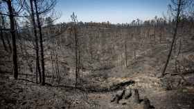 Destrozos producidos por el incendio forestal de Monsagro