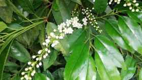 Loro (Prunus lusitanica).