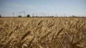 Una plantación de cereales en Ucrania.