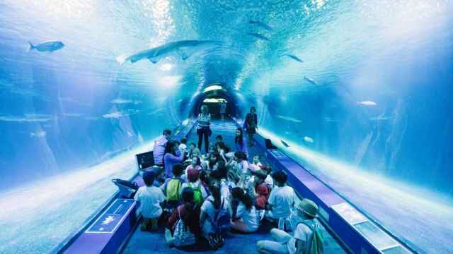 Pasillo oceánico del Oceanogràfic de Valencia, donde los visitantes discurren junto a los tiburones. EE