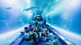 Pasillo oceánico del Oceanogràfic de Valencia, donde los visitantes discurren junto a los tiburones. EE