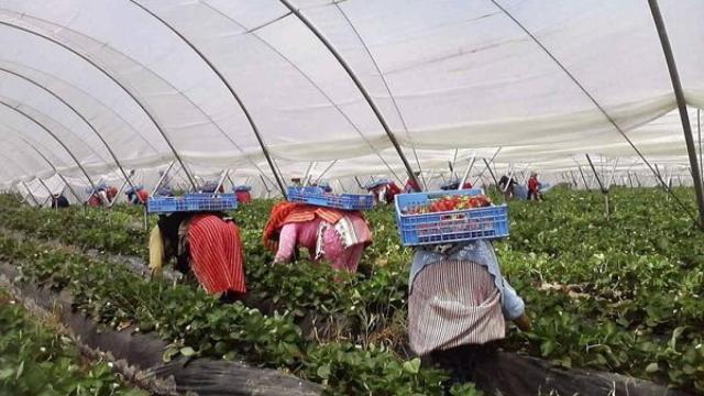 Varias jornaleras trabajando en una finca.