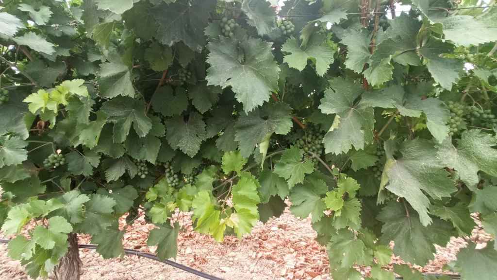 Estado de maduración actual de la uva en la DO Rueda
