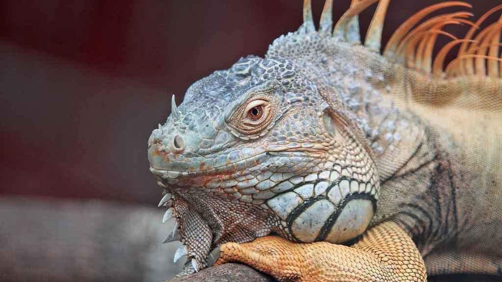 Iguana, one of the species that zoos fear receiving in an avalanche.  EE