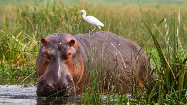 Hipopótamo (Hippopotamus amphibius) con la garcilla bueyera (Bubulcus ibis) en la espalda, al borde del río Nilo.