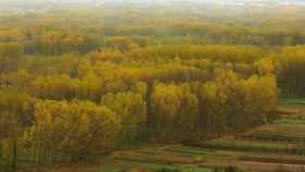 Imagen de un bosque de chopos en el Bierzo