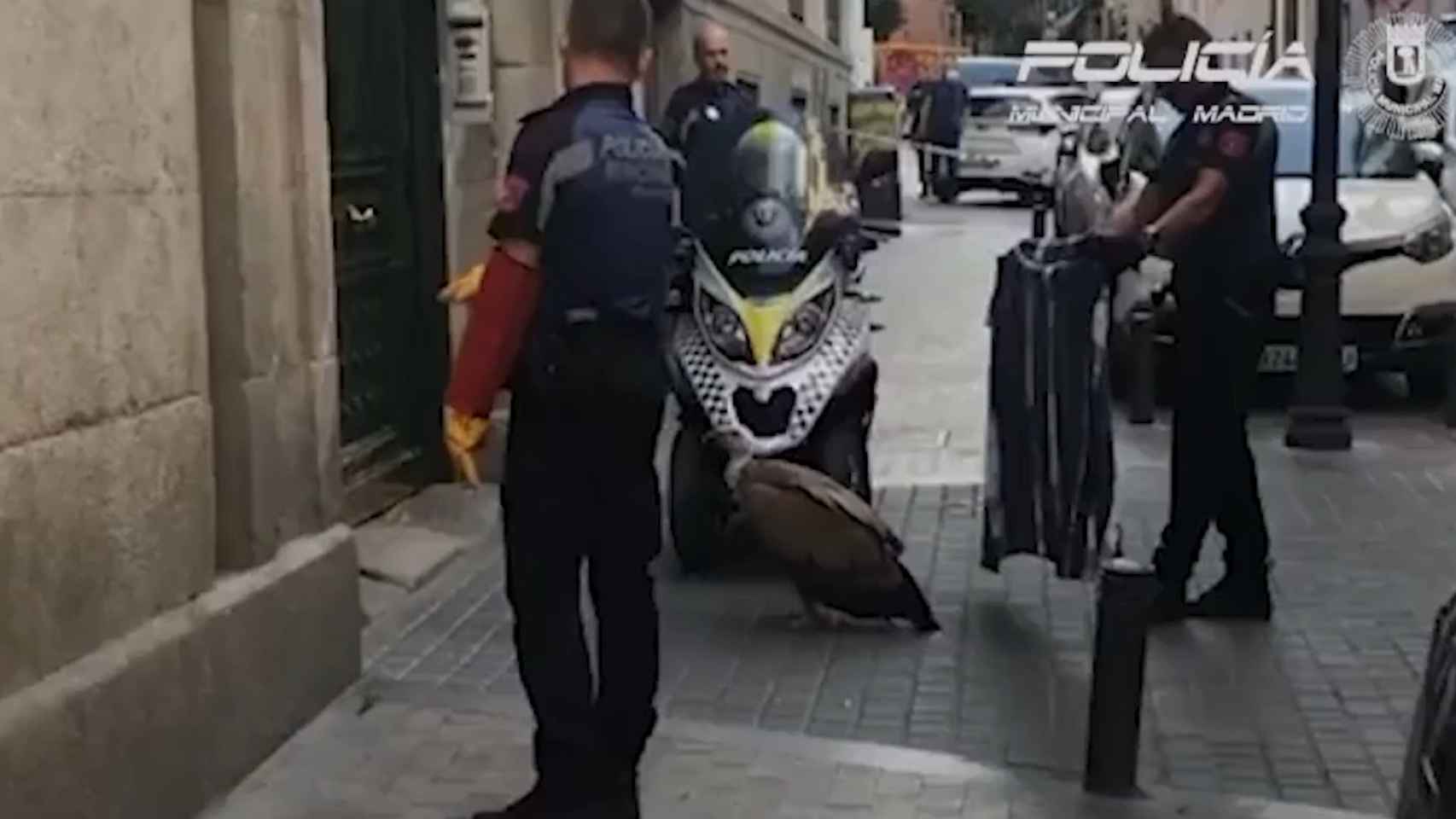 Rescate de un buitre en Madrid