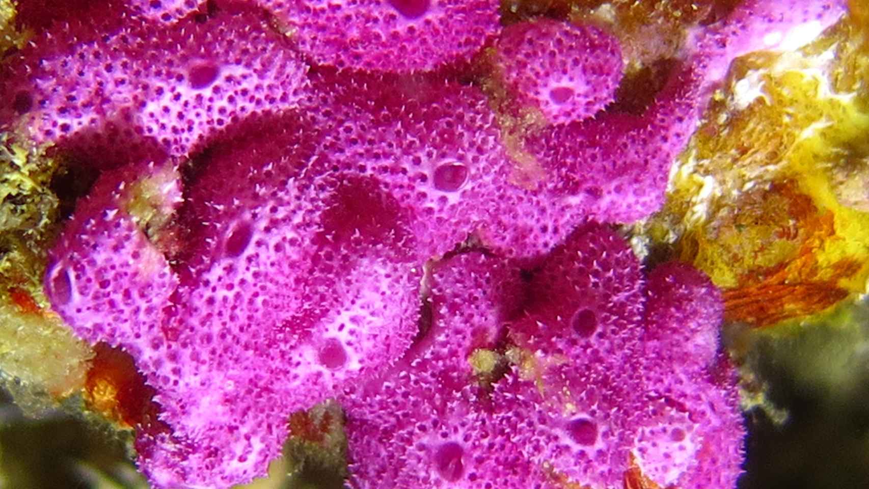 Fotógrafa del mar Púrpura
