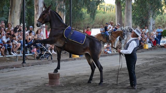 Una imagen de la Real Feria de Ganado de Coín.
