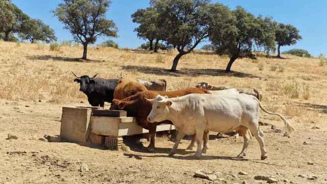 La sequía obliga a los ganaderos de Toledo a reducir el número de animales en propiedad