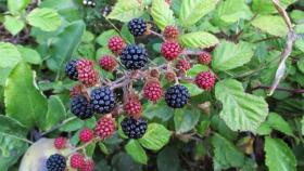 Moras rojas y negras en una zarza.