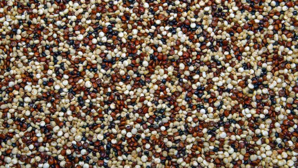 Semillas de quinoa.