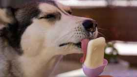 Husky comiendo helado