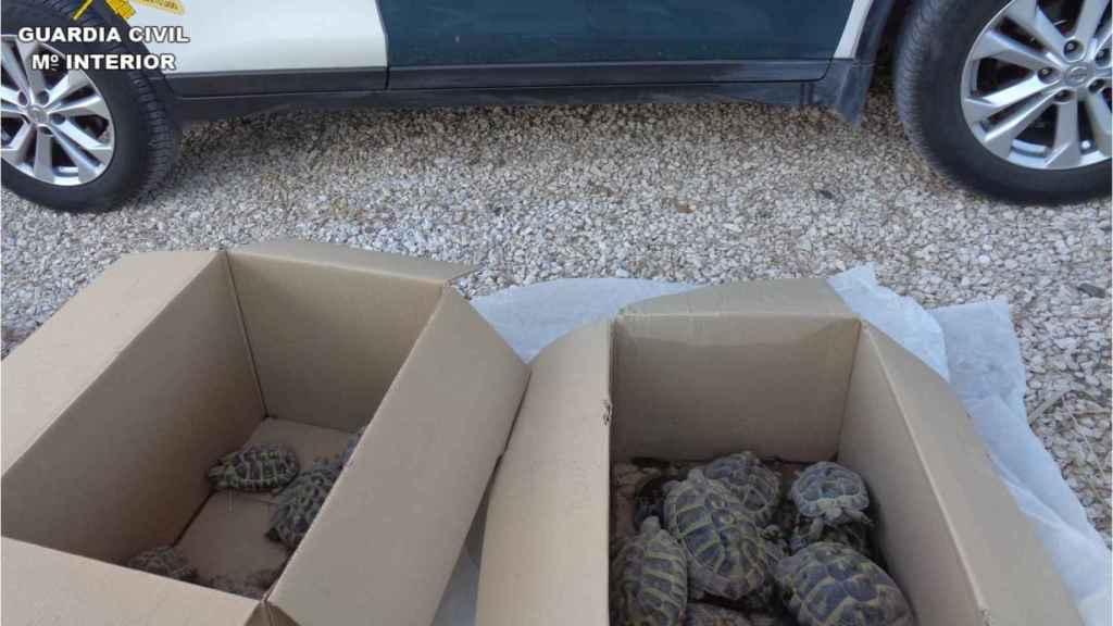Ejemplares del criadero ilegal de tortugas de Elche.