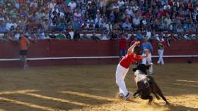 Novillos de la ganadería Coquilla de Sánchez