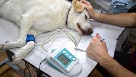 Un veterinario atiende a un perro en una consulta.