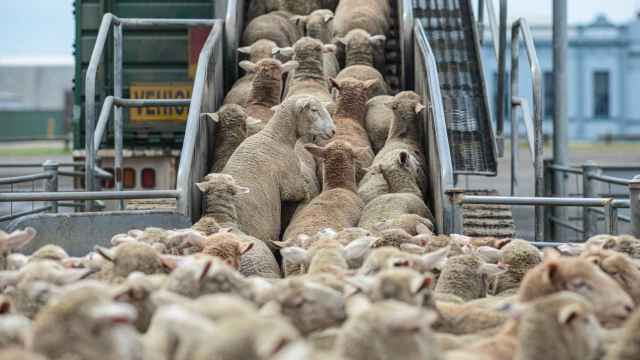 Una granja ovina en Australia.