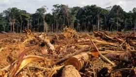 Escena de deforestación en el Amazonas.