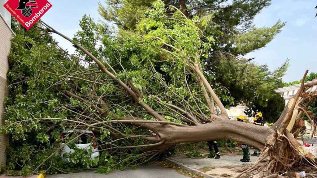 El Consorcio Provincial de Bomberos interviene en la caída de un árbol en Alcoy.