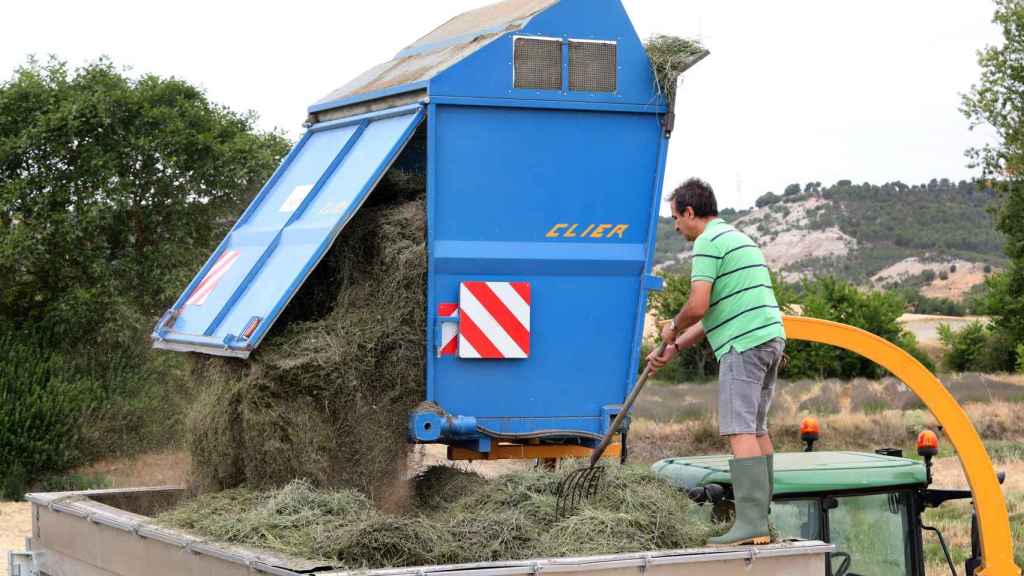 Un momento de la cosecha de lavandín en un terreno cercano a Palencia, en la imagen Juan Alberto García acondiciona el lavandín recién cortado en el remolque