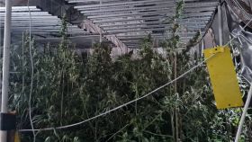 Plantación de marihuana descubierta por la Guardia Civil.