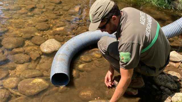 Agentes medioambientales rescatando peces de los cauces del Cega ante la escasez de lluvias y las altas temperaturas