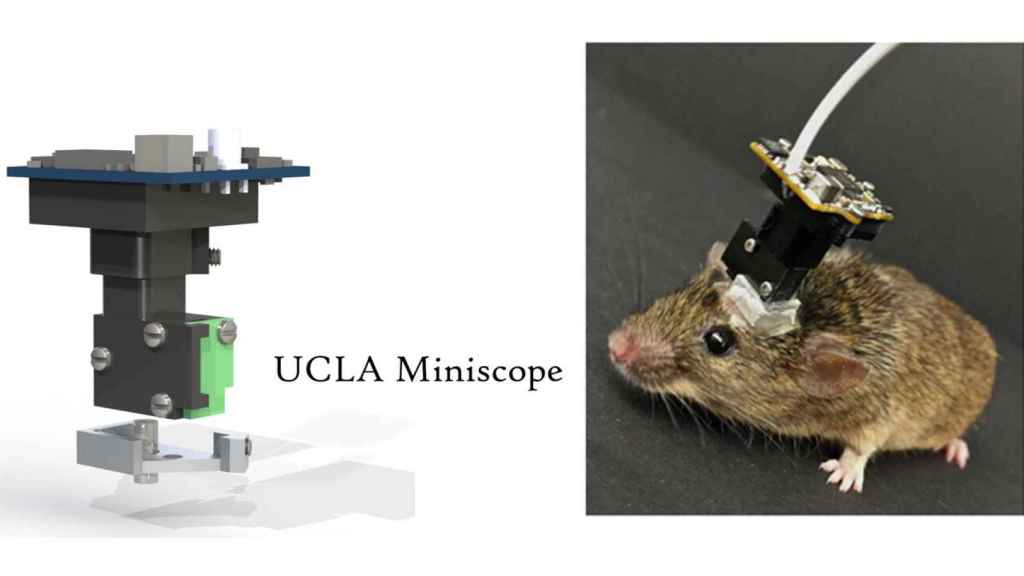 Miniscopio en un roedor