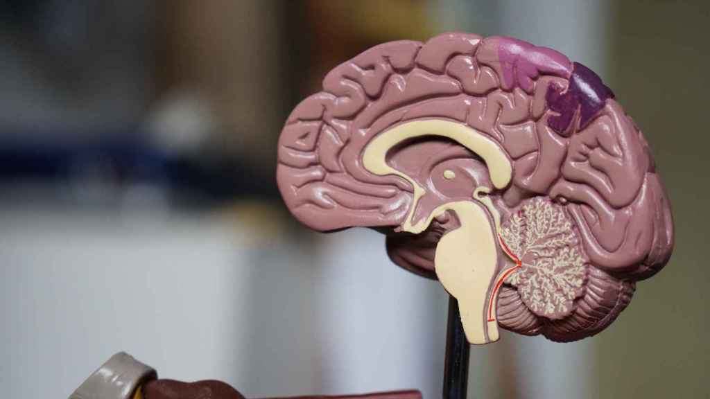 Maqueta de un cerebro humano