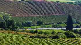 Imagen de archivo de viñedos en la comarca de El Bierzo