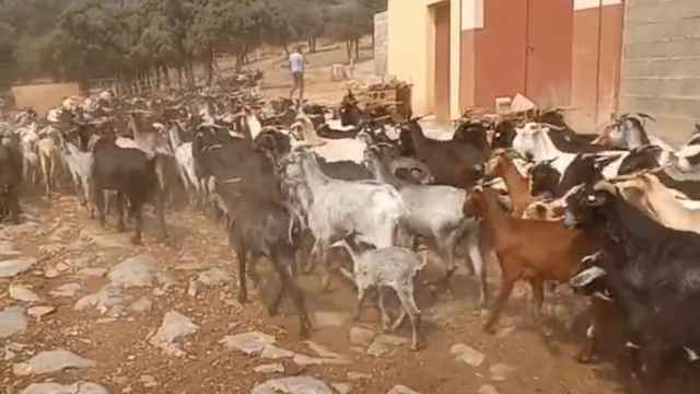 Las cabras de Manuel tras conseguir que saliesen a beber agua.
