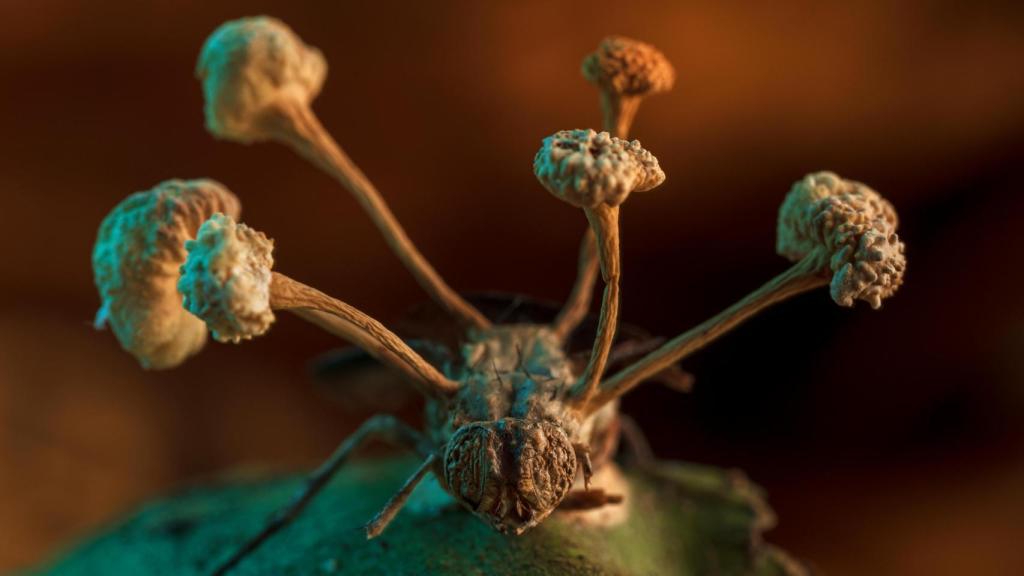 The fly parasitized by zombie mushrooms in the Peruvian jungle that won him first prize in the competition.