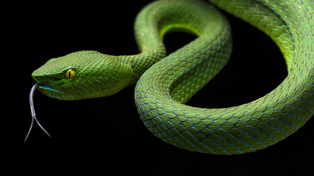 Photo of Adder Trimereserus sabahi taken in Malaysian rainforest.