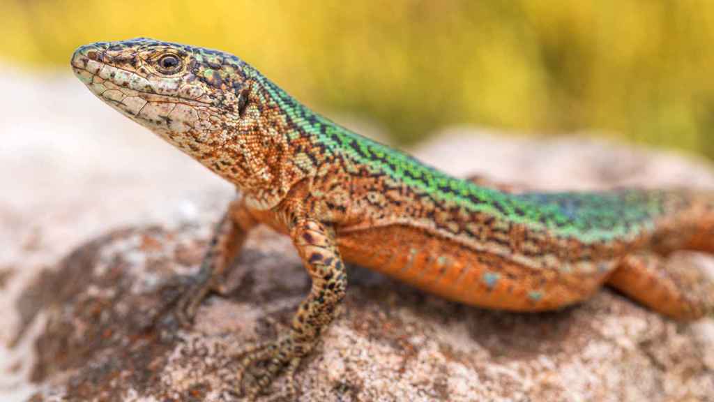 The Balearic Lizard Podarcis pityusensis displays one of the many colors that this species can have throughout the archipelago.