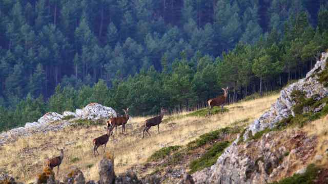 Ciervos en el Valle de la Miranda ubicado en Palencia