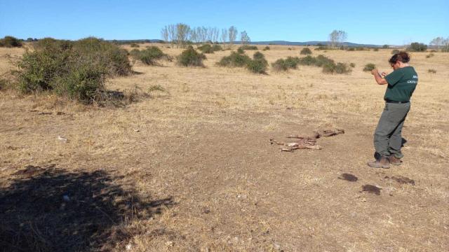 Ataque de buitre en Herguijuela del Campo