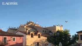 Decenas de cigüeñas en los tejados del pueblo
