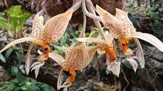 Orquídea con fragancia a chocolate blanco.