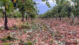 Viñedo dañado. Foto: Asaja Cuenca.