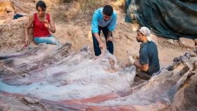 Los investigadores excavan en los restos fosilizadas de un saurópodo en Pombal, Portugal.