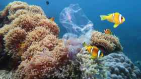 La contaminación amenaza la biodiversidad de los océanos
