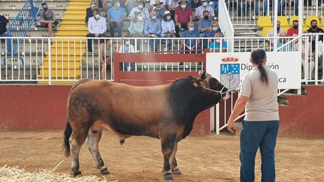 Una subasta de un ejemplar de la raza Asturiana de los Valles