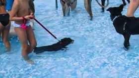 Perros y humanos bañándose en la piscina municipal de Villarrobledo (Albacete) el año pasado.