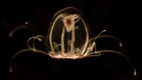 Imagen de la medua 'inmortal', Turritopsis dohrnii