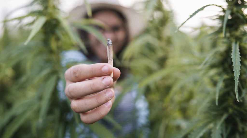 Marihuana: la droga "para olvidarse de todo" que está consumiendo los  suelos de cultivo en EEUU