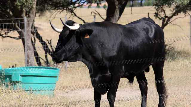 Los ganaderos de Castilla-La Mancha sacrifican a sus animales porque no hay agua ni pasto