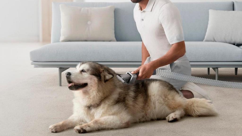 Limpia y peina a tu animal de compañía con el nuevo kit de limpieza para  mascotas de Dyson
