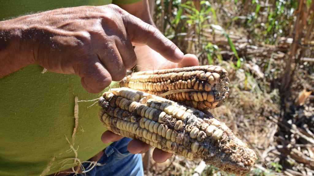 60 días de sequía arruinaron cultivos en Honduras.