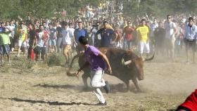 Miles de personas asisten en Tordesillas al Torneo del Toro de la Vega 2013. En la imagen, 'Vulcano' al comienzo del torneo