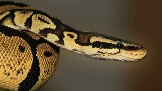 Qué significa el tatuaje de una serpiente